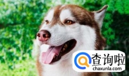 狗狗大便带有一层黏膜，还带有血。是怎么回事？