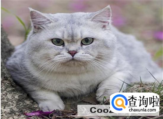 银渐层是如何培育出来的