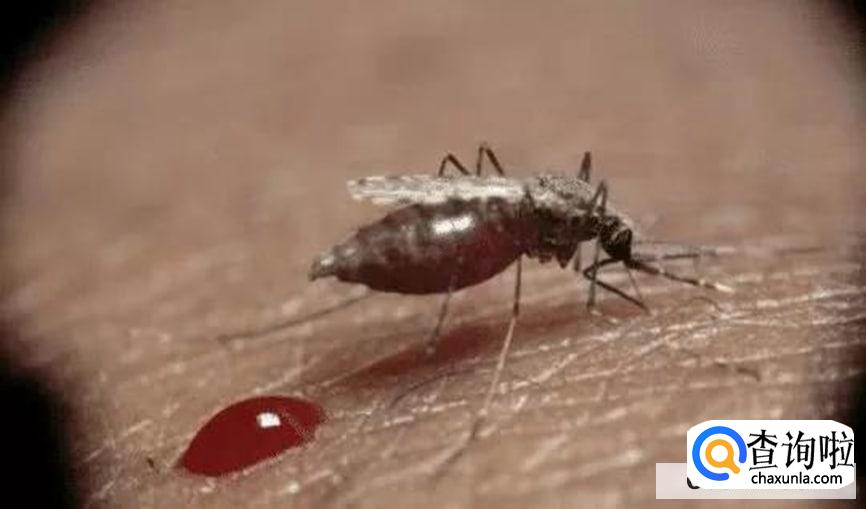 蚊子血在白墙上要怎么清理