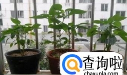 辣椒什么时候播种最好呢？