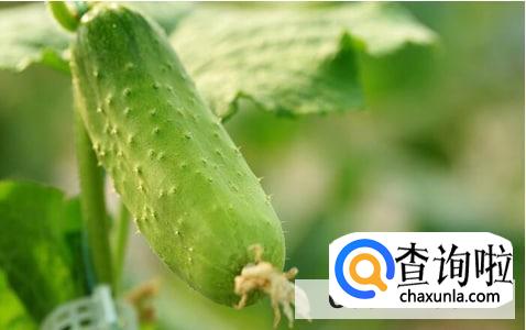 黄瓜晒干后怎么合理存放