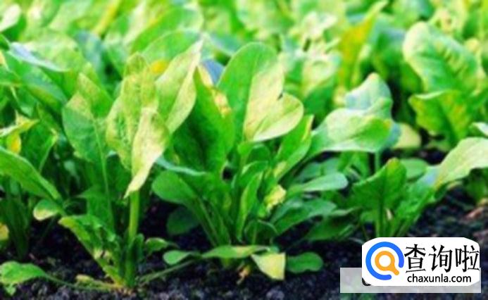 菠菜的食用禁忌有哪些