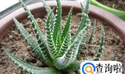 想养好条纹十二卷有哪些方法？