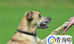 怎么教狗狗学握手