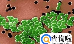 常见的超级细菌有哪些