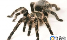 关于饲养宠物蜘蛛的八个注意事项
