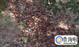 杨梅种子密播育苗