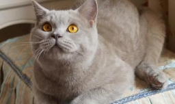 新手适合养什么猫咪