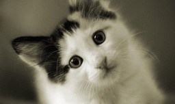 9个月的母猫发情该怎么办