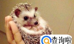 非洲迷你刺猬怎么养