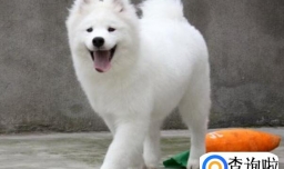 如何让萨摩耶认主，萨摩耶认主人的表现