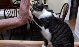 如何如何训练猫咪击掌