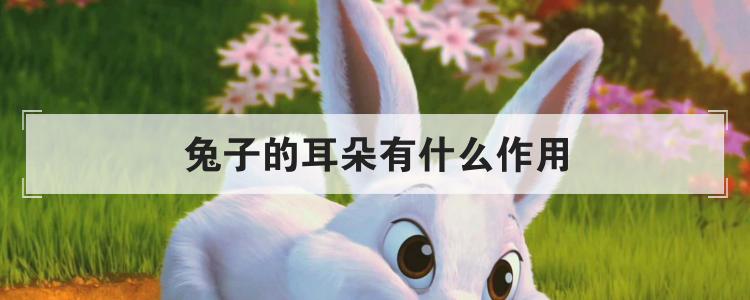 兔子的耳朵有什么作用