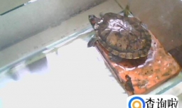 乌龟肺炎怎么治,乌龟肺炎会自己好吗