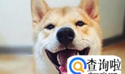 买到假狗怎么办