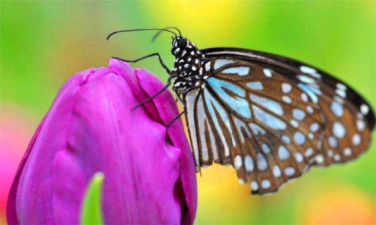 什么是蝴蝶效应