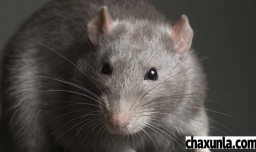 家里有老鼠怎么办