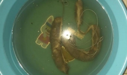 如何做腊肠炒山药？