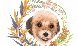 什么是安乐死？动物安乐死的程序是什么