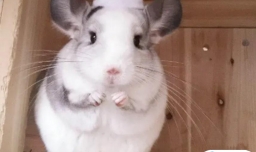 便宜耐养的迷你宠物