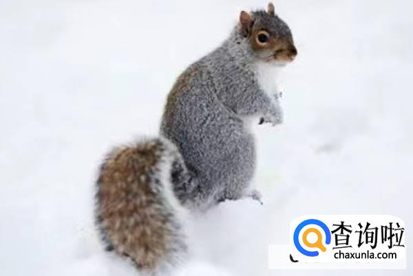 雪地松鼠怎么饲养