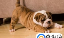 狗狗总是抓地板怎么办？如何制止？