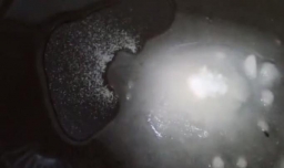 微波炉焦糖布丁怎么做