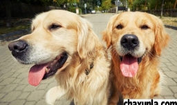 养什么狗省心一些