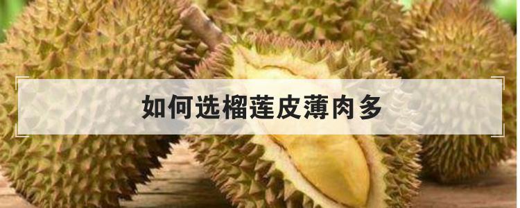 如何选榴莲皮薄肉多