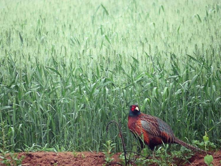 为什么鸭子的羽毛不沾水