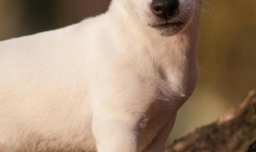 常见可以选择饲养的宠物有哪些？