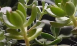 多肉植物长太高怎么办