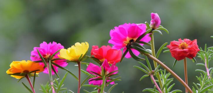 太阳花花语是什么？