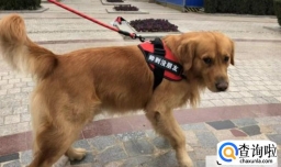 怎么让狗狗习惯戴上项圈