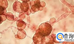 致命真菌在美国蔓延开来