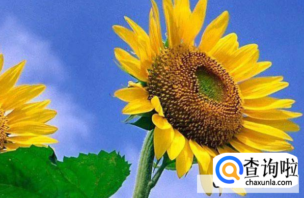 向日葵为何会随着太阳转动