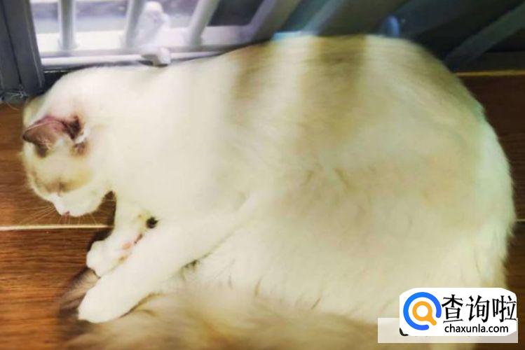 猫咪发情了怎么办？