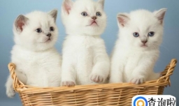 为什么说男人不能养猫