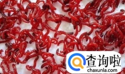 红虫怎么养？