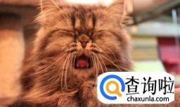 猫打喷嚏是感冒了吗，怎么判断幼猫感冒