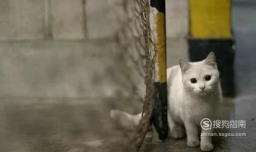 猫咪老是舔屁股怎么回事？如何给猫咪预防寄生虫