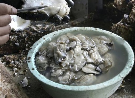 牡蛎和生蚝的区别