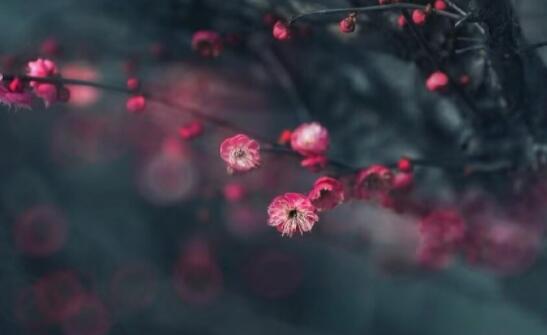 遥知不是雪为有暗香来的意思是什么？