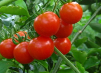 什么东西解白酒最快