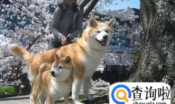 秋田犬和柴犬的区别