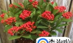 金玉满堂花怎么养