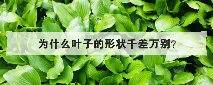 为什么叶子的形状千差万别