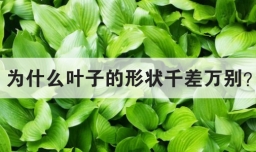 为什么叶子的形状千差万别