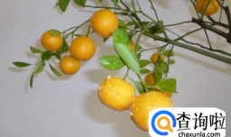 如何养好金桔树？