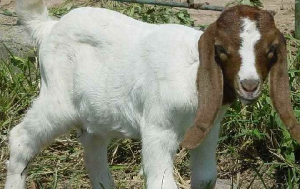 百依百顺解生肖